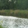 MOUETTE RIEUSE. GIOIA BORNE